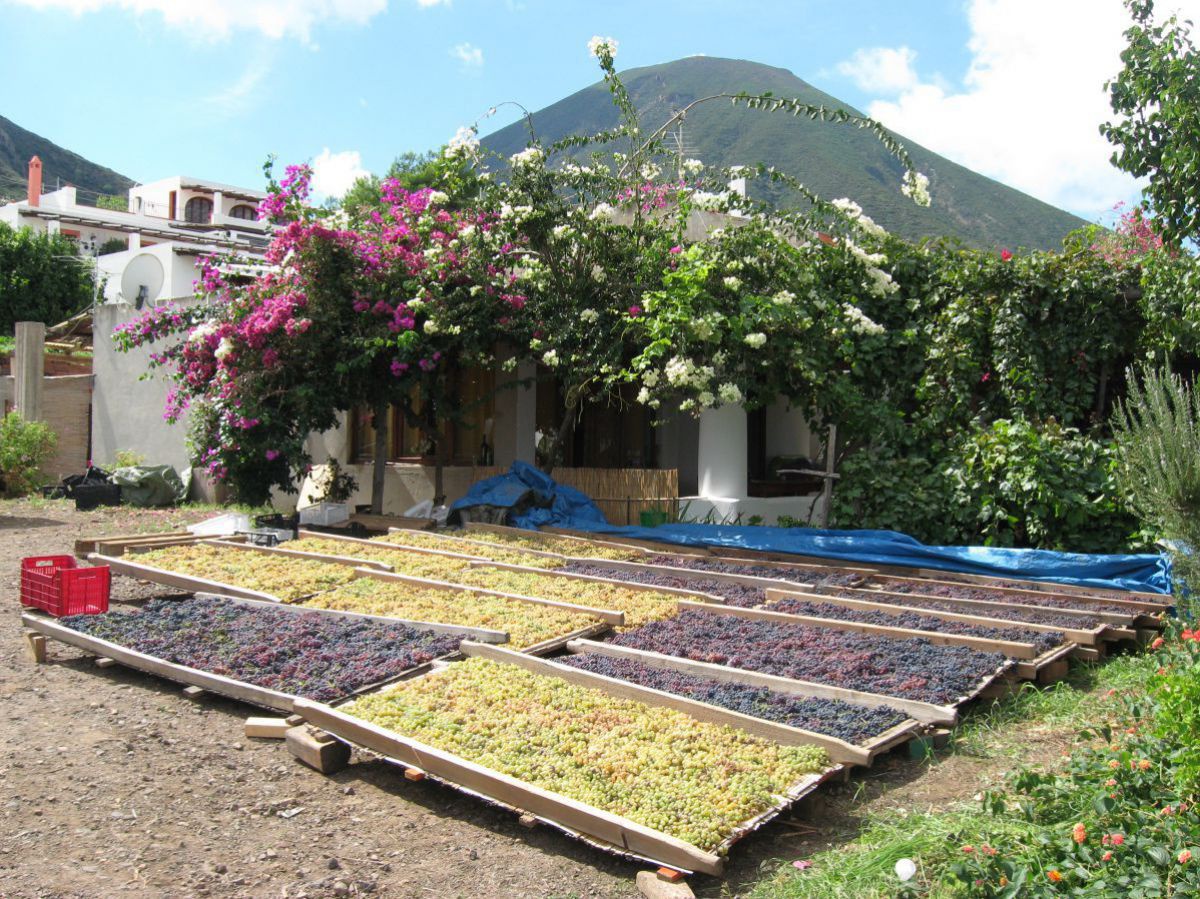 Weintrauben ausgebreitet im Hof zum Trocknen.