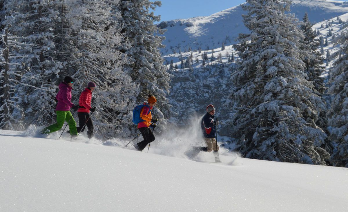 4 Personen wandern mot Schneeschuhen durch den Wald.