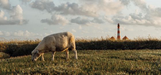 Schaf mit Leuchtturm im Hintergrund.