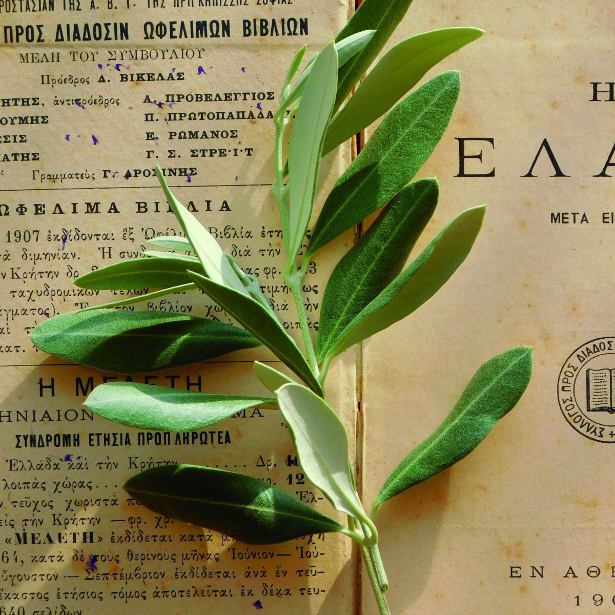 Ein Zweig eines Olivenbaumes iegt auf einem vergilbtem Papier auf dem Text in griechischer Schrift aufgedruckt ist.