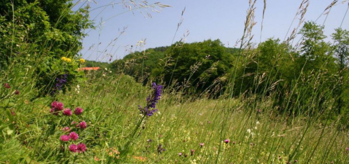 Blühende Sommerwiese