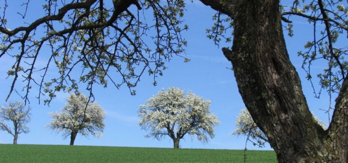 Birnbaumblüte im Pöllautal.