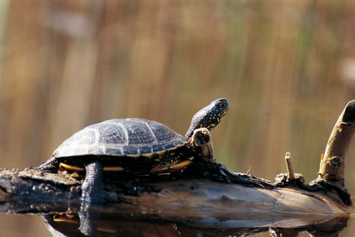 Die Sumpfschildkröte nimmt ein Sonnenbad.