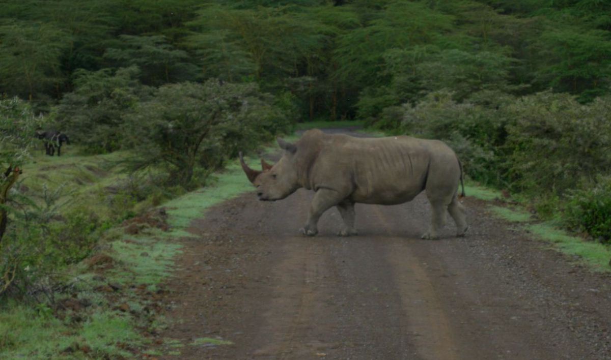 Nashorn im Nationalpark.