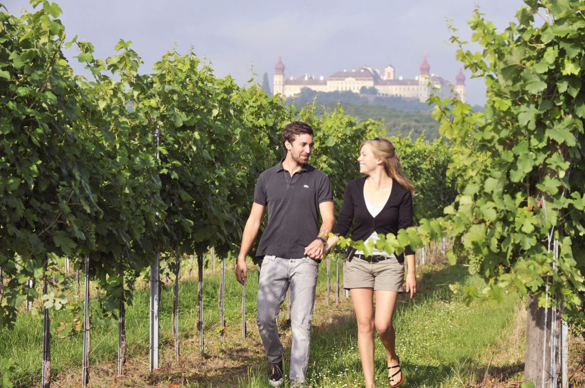 Wandern durch die Weingärten, im Hintergrund Stift Göttweig.