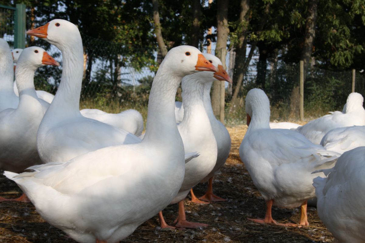 Gänse