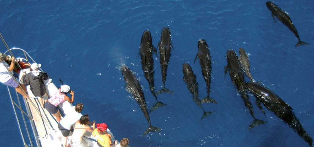 Neun Grindwale schwimmen vor dem Bug eines Schiffes.