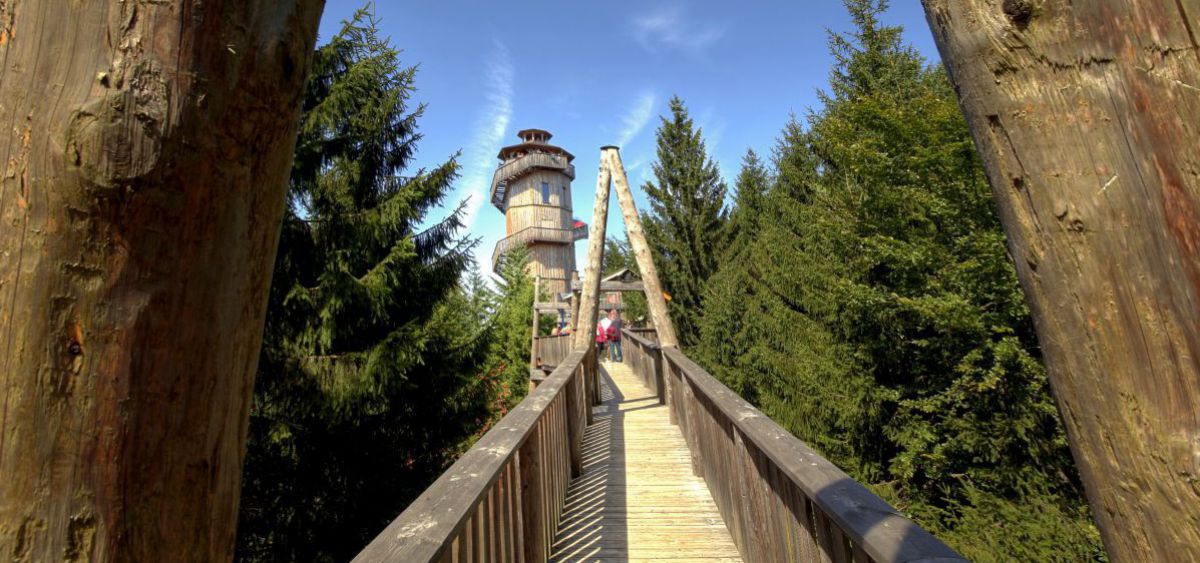 Baumkronenweg mit Aussichtsturm.