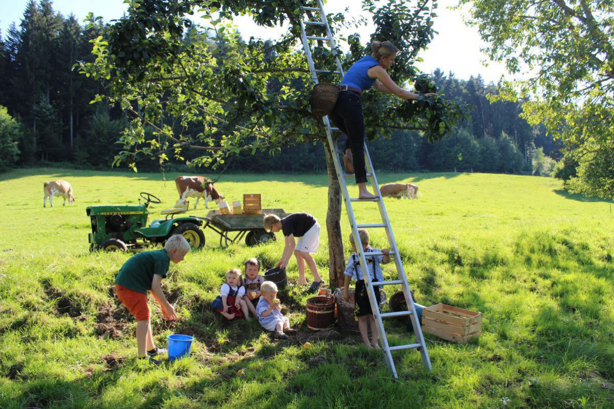 Familie Berger bei der Apfelernte.