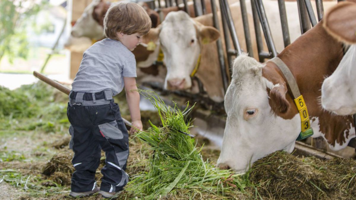Kind beim Füttern der Kühe.