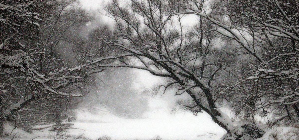 Nationalpark Donauauen im Winter.