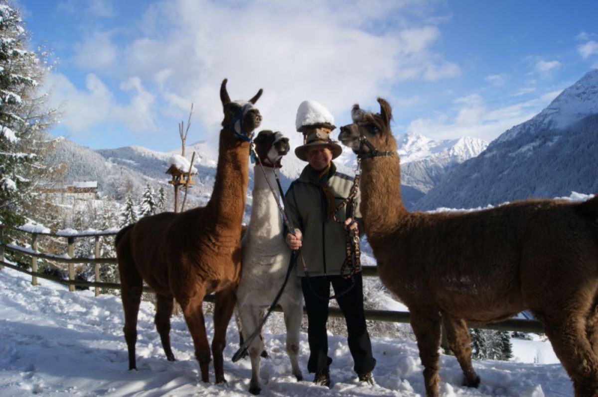 Horst Kuster mit 3 Lamas.