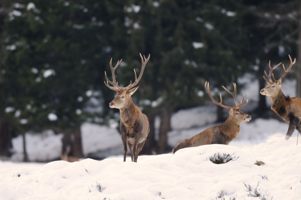 Wildtierbeobachtung im Habachtal - drei Hirsche im Schnee