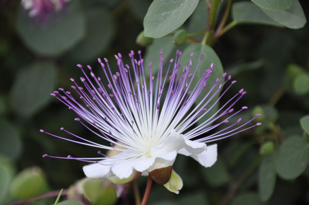 Kapernblüte