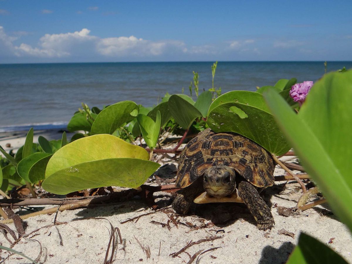 Schildkröte am Strand.