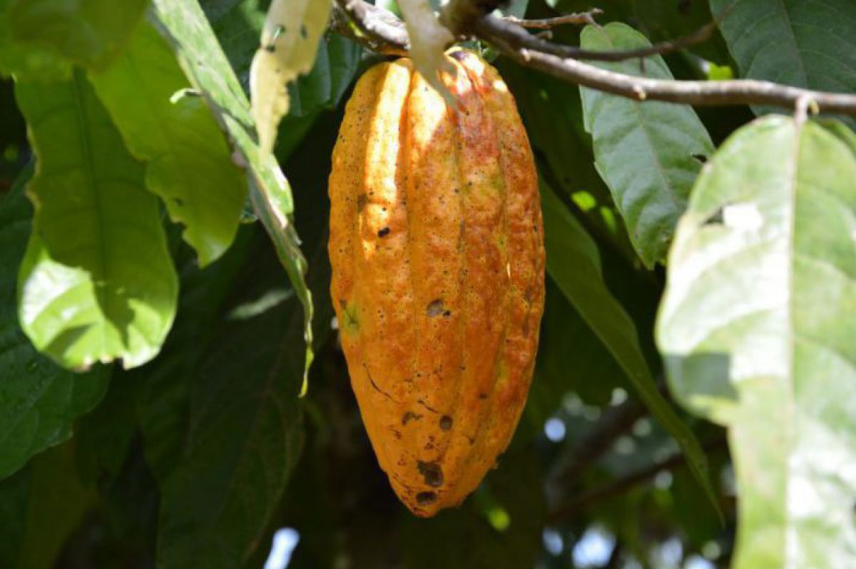 Kakaofrucht - gelb-orange und oval.
