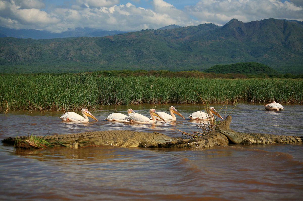 Pelikane und Krokodile im Chamo See im Nech Sar Nationalpark. 