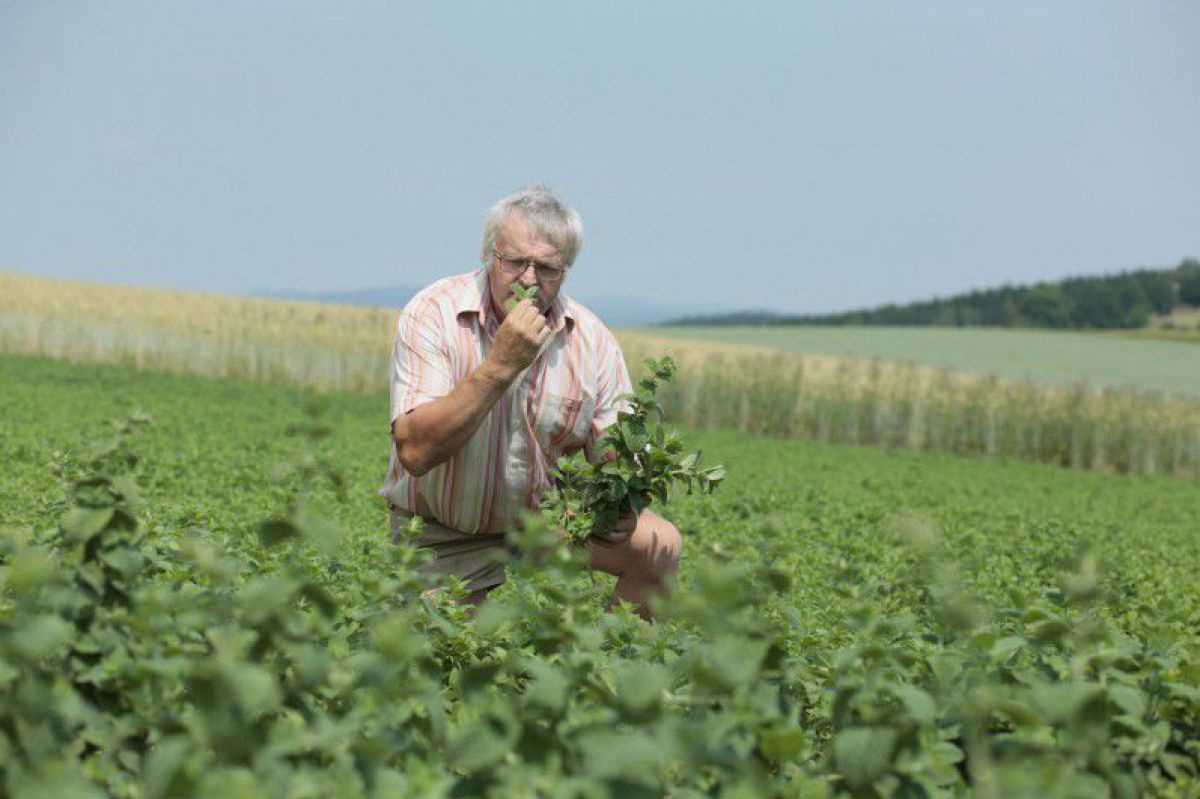 Mann riecht an einem Büschel Kräuter