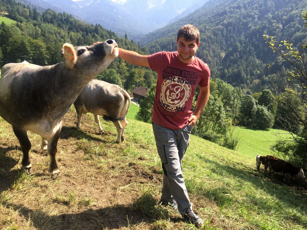 Tiroler Grauvieh-Rinder auf der Alm.