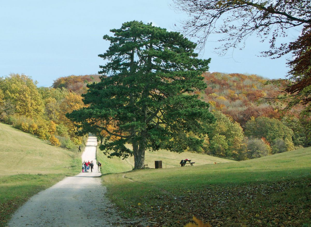Wanderweg im Herbst vorbei an einem alleinstehenden Baum.