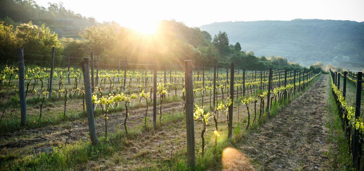 Weingarten in der Abendsonne