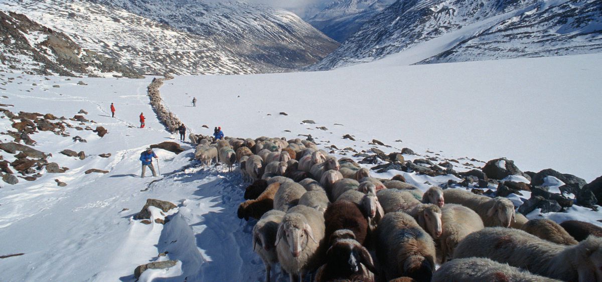 Eine lange Schlange von Schafen wandert über ein Schneefeld.