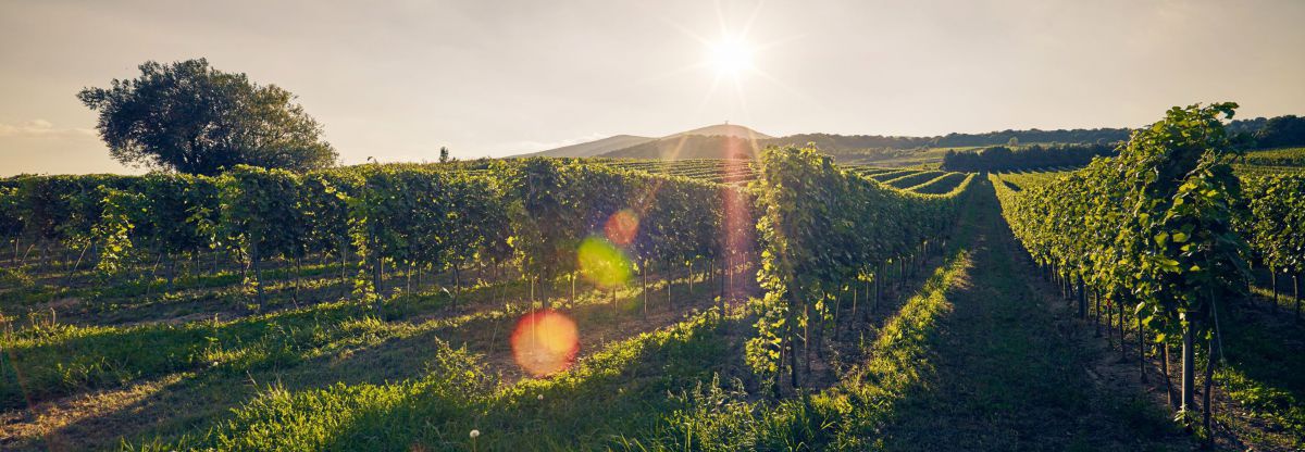 Weingarten in der Abendsonne.