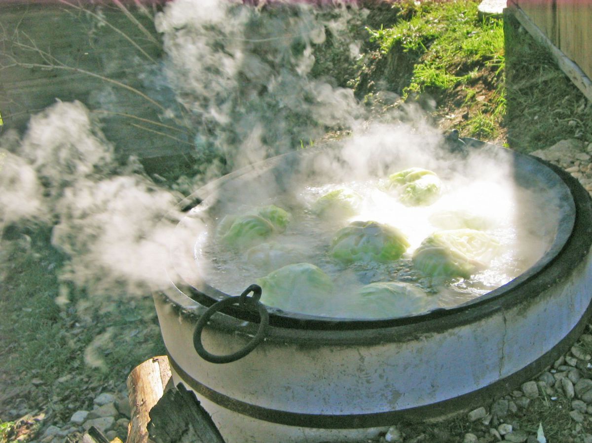 Krauthappel in einem Trog mit heißem Wasser.