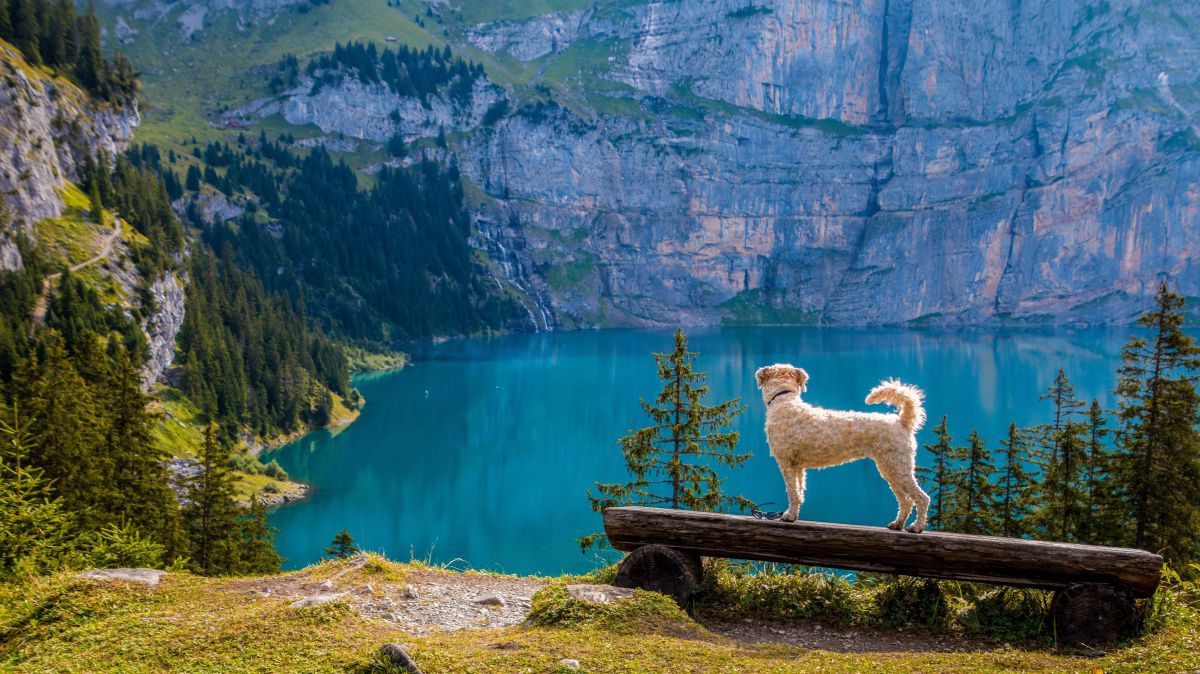 Hund auf einer Holzbank, im Hintergrund ein See zwischen steilen Felsen