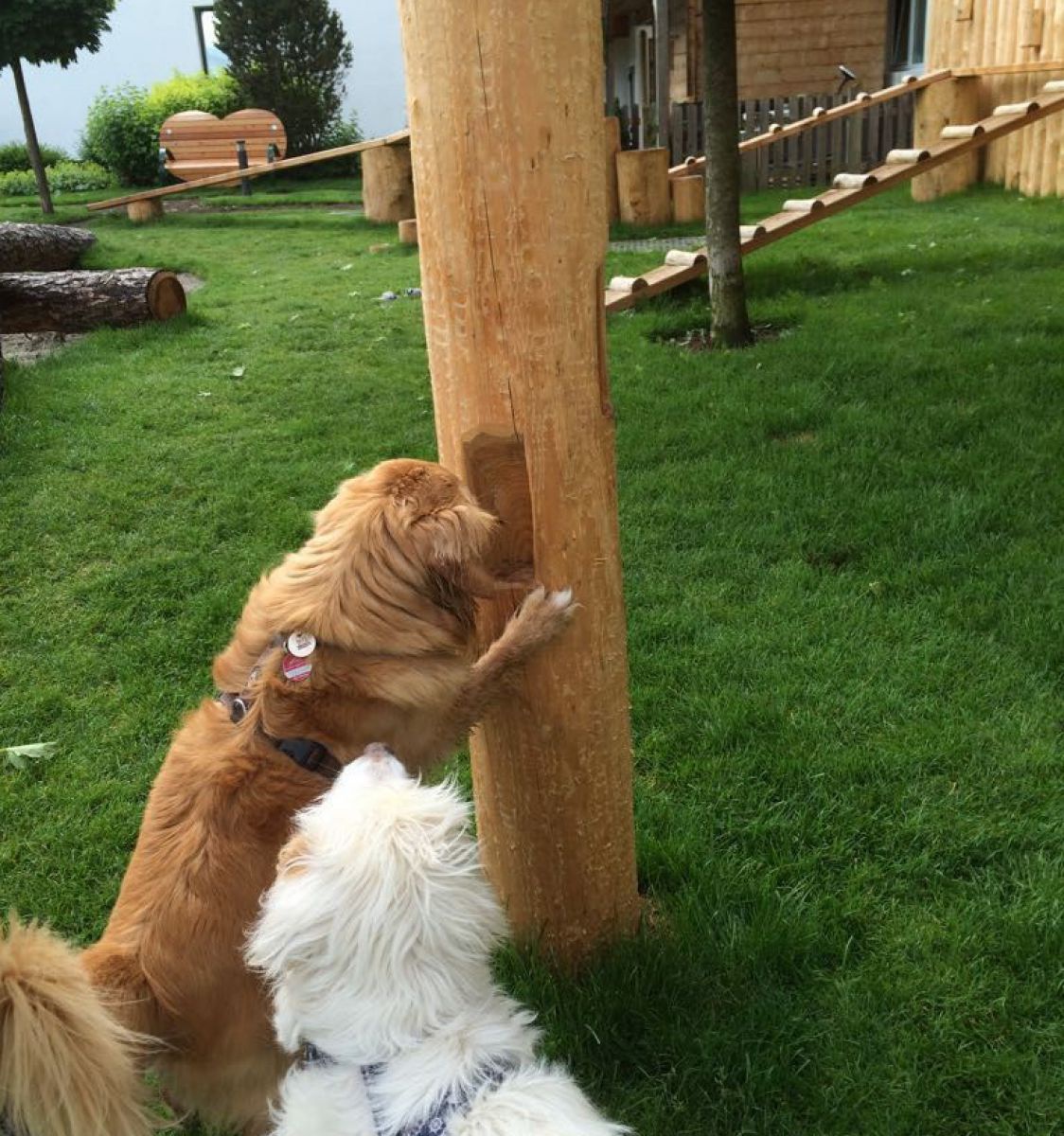 2 Hunde am Spielplatz