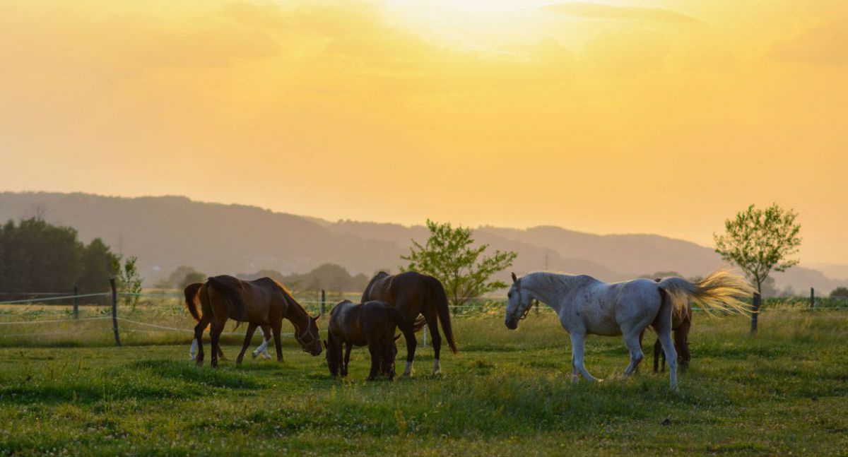 Pferde im Sonnaufgang auf der Wiese.
