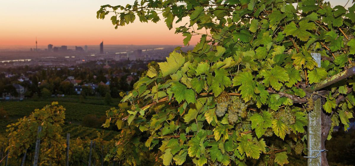 32006-weingarten