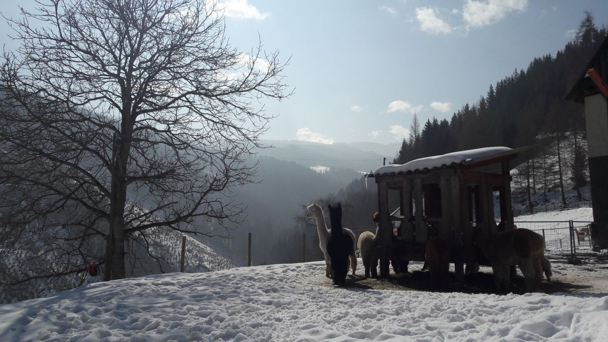 Alpakas im Schnee bei ihrer Futterstelle.