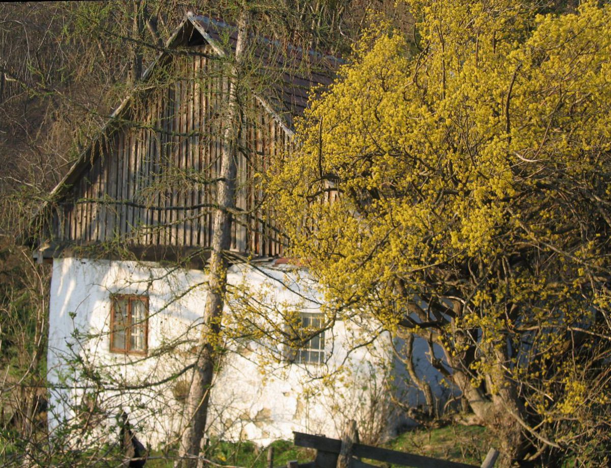 Altes Haus honter blühender Dirndlstaude.
