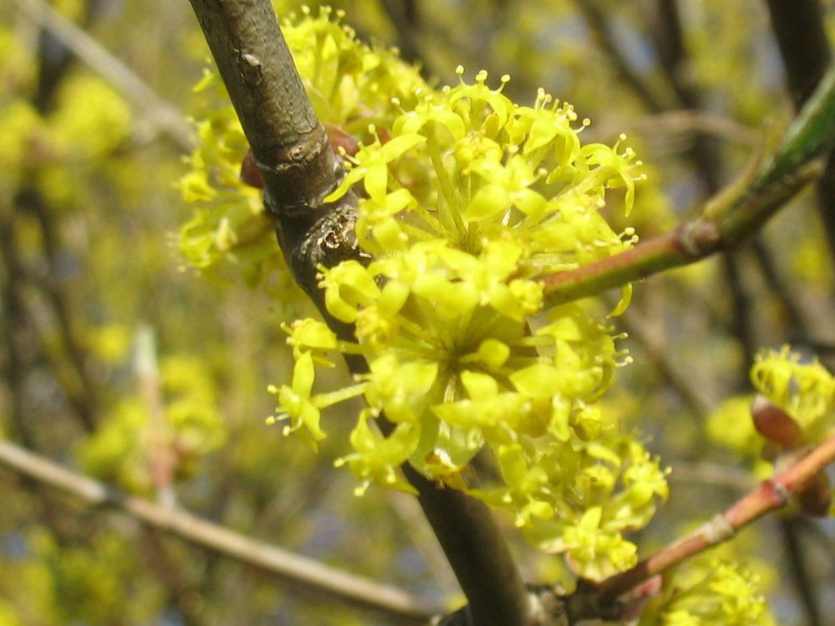Gelbe Blüte der Dirndl