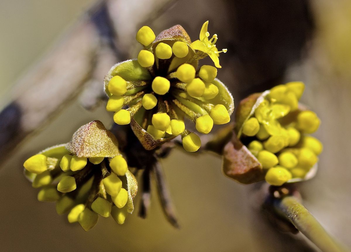 Gelbe Knospen - Dirndl begint zu blühen.