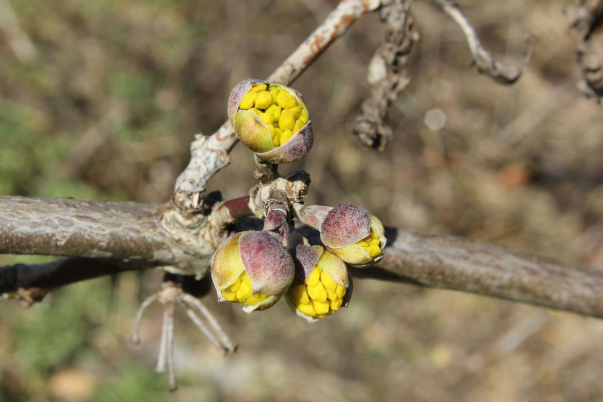 Dirndlknospen