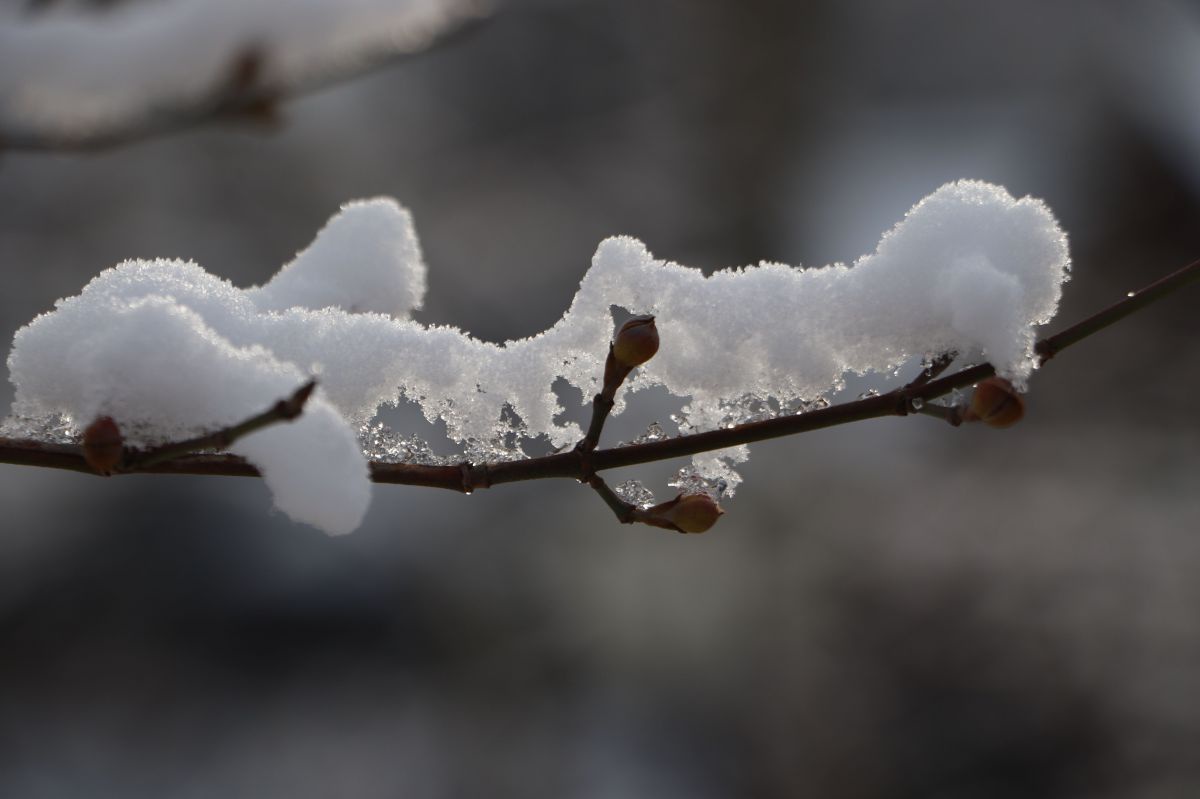 Schnee auf Dirndlknospen