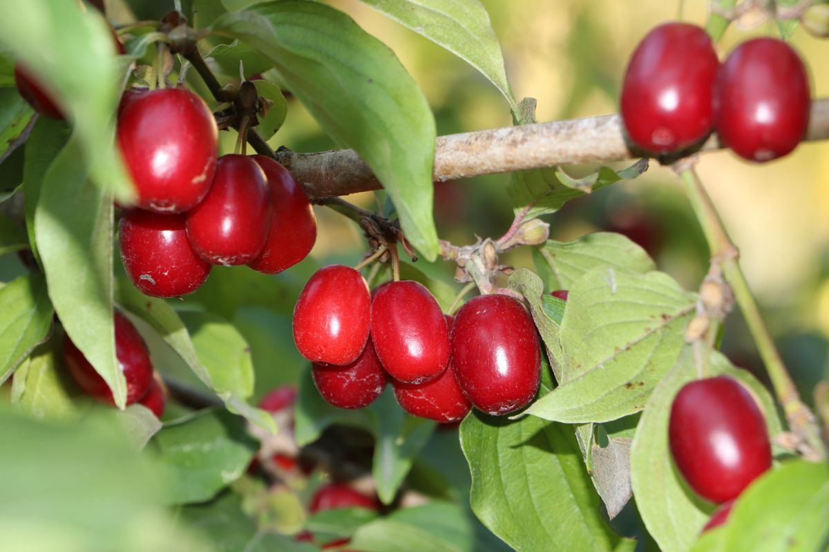 Erntereife rote Dirndl