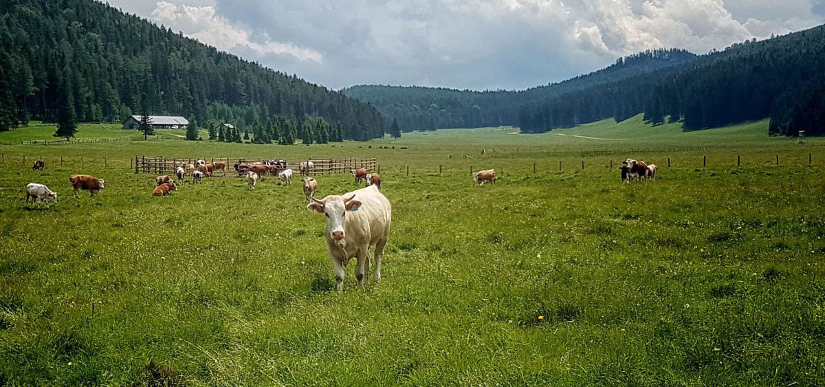 Kühe auf der Alm