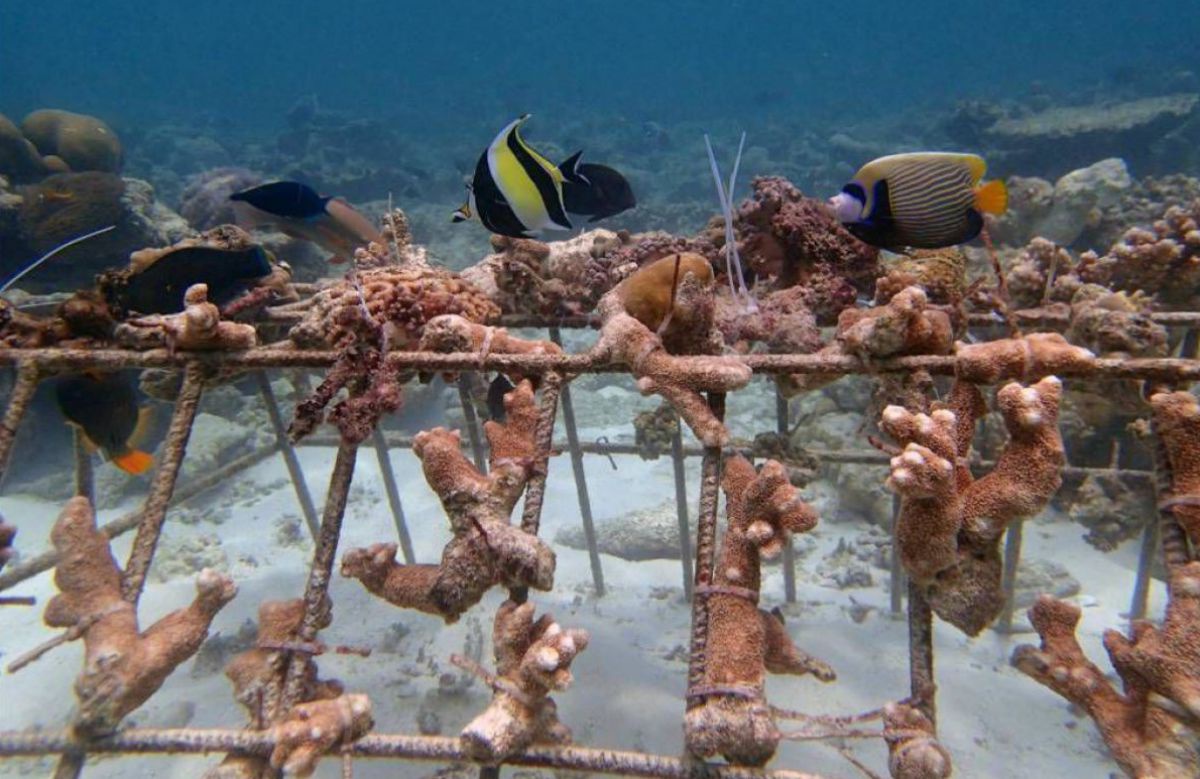 Korallen werden unter Wasser auf Holzstangen gezüchtet.