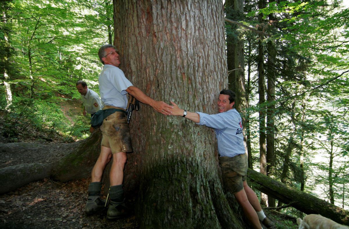 2 Männer versuchen gemeinsam mit den Händen einen Baum zu umfassen - hegr sich bei Weitem nicht aus.