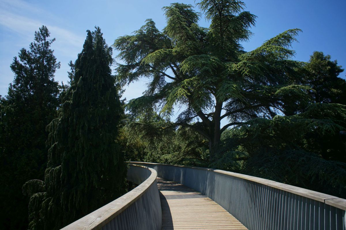 Westonbirt Aboretum.