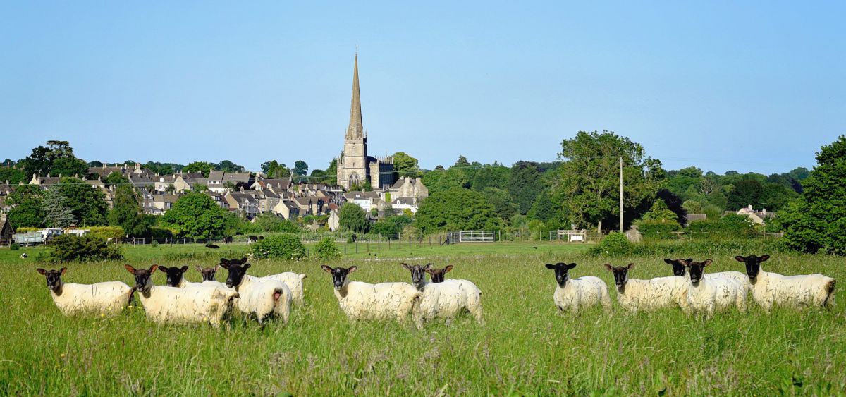 Bick auf den Ort Tetbury mit einer domunanten Kirche mit spitzem Turm in der Mitte. Im Vordergrund grasen Schafe auf der Weide. 
