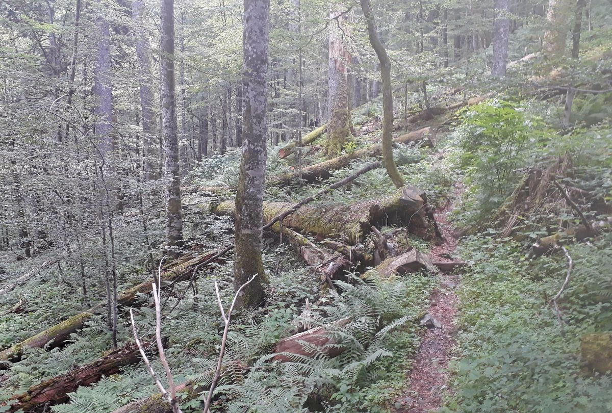 Weg durch einen Urwald mit umgestürzten Bäumen.