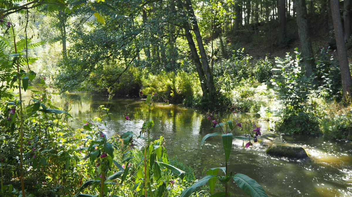 Bach im Wald mit üppiger Vegetation am Ufer