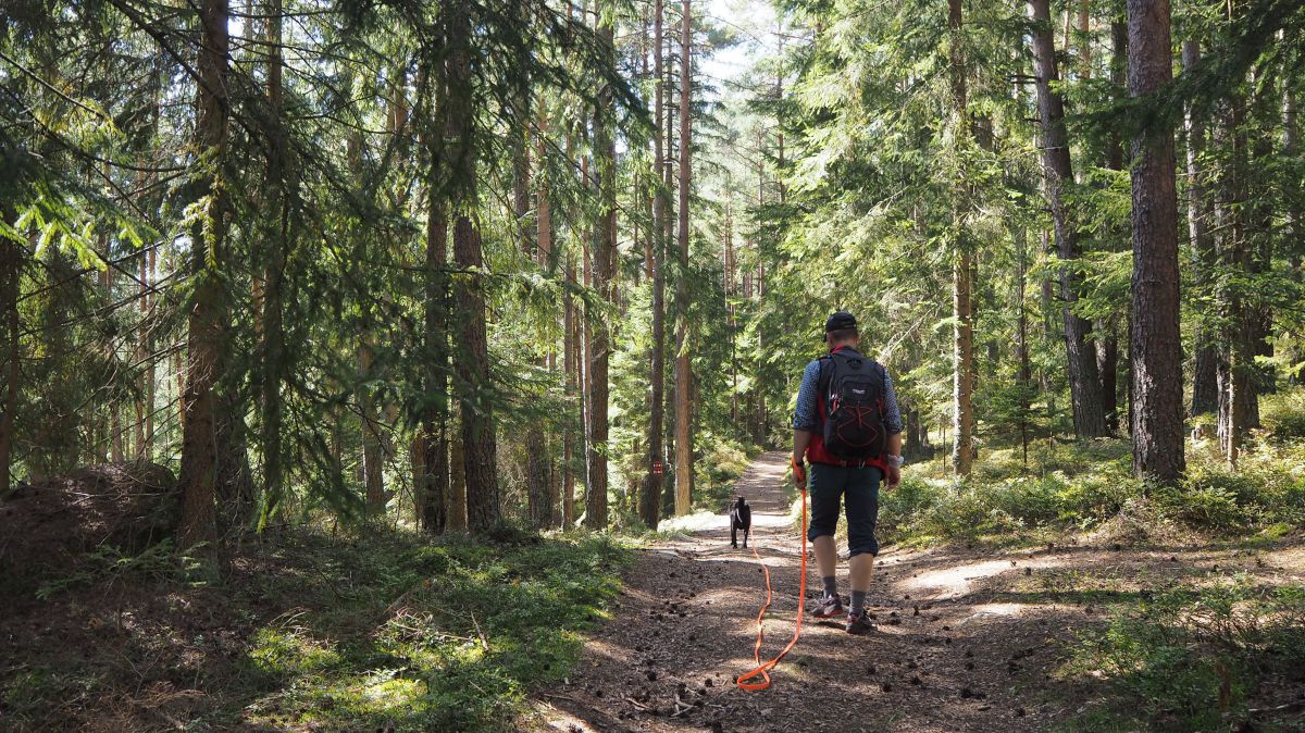 Wanderer mit Hund im Wald.