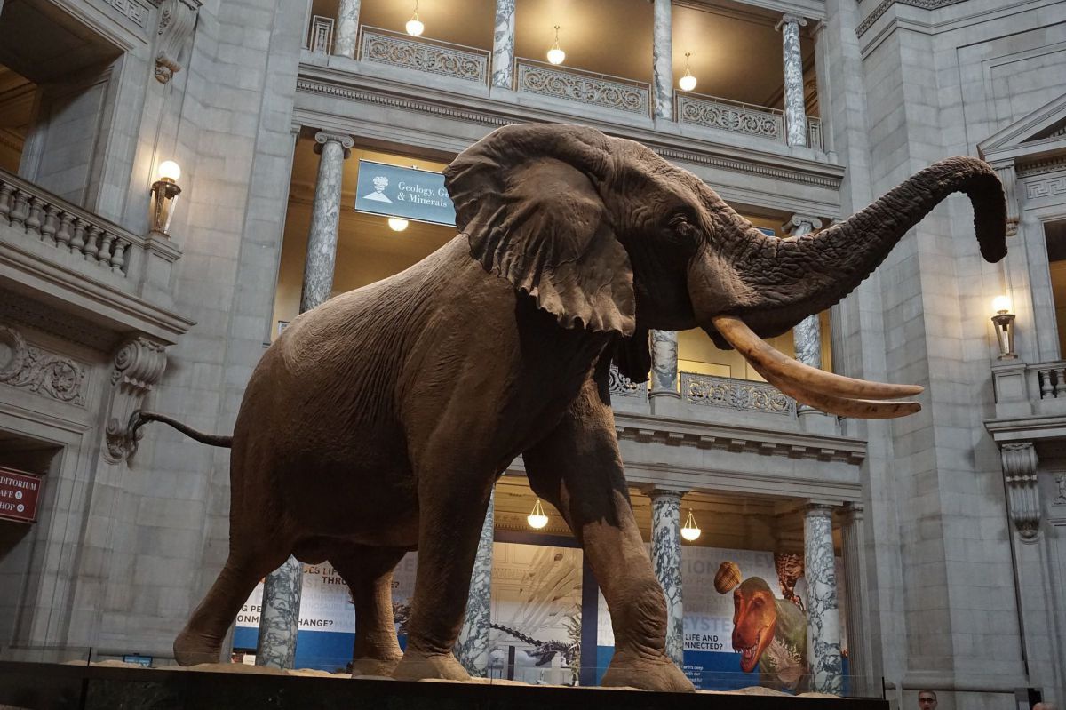 Elefant im Museum of natural history Washington. 