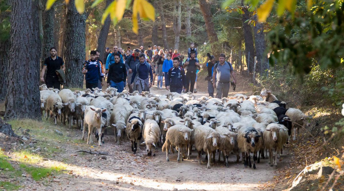 Schafe ziehen gefolgt von einer Gruppe Menschen durch den Wald.