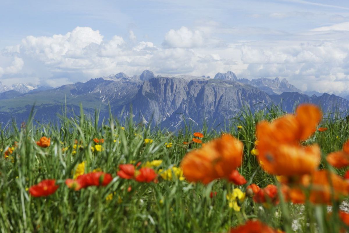 Blick über eine Blumenwiese in das benachbarte Gebirge.